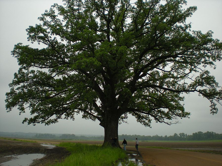 Inspirational Trees - Page 8 Massive-bur oak